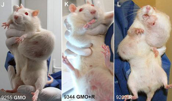 GMO-Cancer-Study-3-Wide